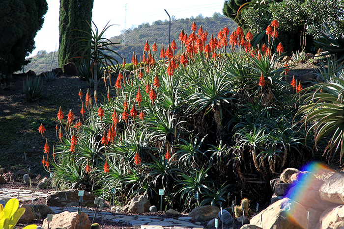 Floración del Aloe candelabro (Aloe arborescens)