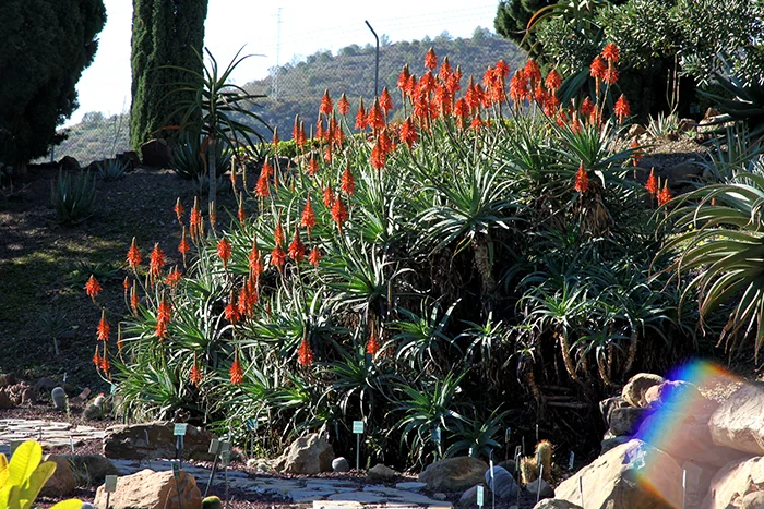 Aloe_arborescens_12W
